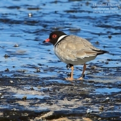 Charadrius rubricollis at suppressed - 29 Apr 2015