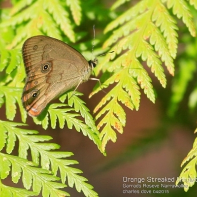 Hypocysta metirius (Brown Ringlet) at Narrawallee, NSW - 29 Apr 2015 by CharlesDove