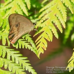 Hypocysta metirius (Brown Ringlet) at Narrawallee, NSW - 28 Apr 2015 by Charles Dove