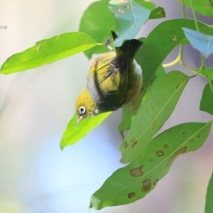 Zosterops lateralis at Garrads Reserve Narrawallee - 28 Apr 2015