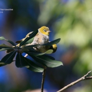 Zosterops lateralis at Garrads Reserve Narrawallee - 28 Apr 2015