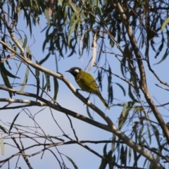 Nesoptilotis leucotis (White-eared Honeyeater) at Michelago, NSW - 21 Apr 2013 by Illilanga