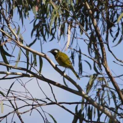 Nesoptilotis leucotis (White-eared Honeyeater) at Illilanga & Baroona - 21 Apr 2013 by Illilanga