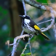 Phylidonyris niger (White-cheeked Honeyeater) at Narrawallee Foreshore and Reserves Bushcare Group - 26 Apr 2015 by Charles Dove