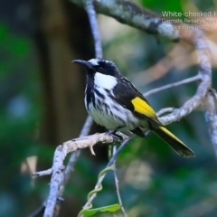 Phylidonyris niger (White-cheeked Honeyeater) at - 26 Apr 2015 by Charles Dove