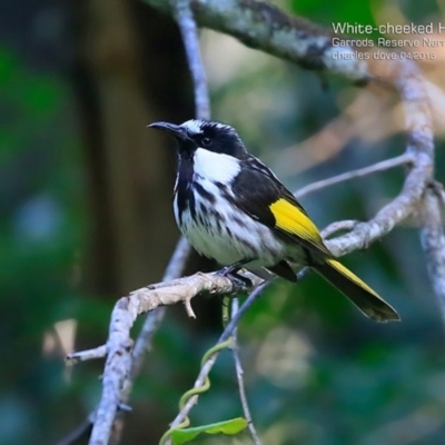 Phylidonyris niger (White-cheeked Honeyeater) at Narrawallee, NSW - 26 Apr 2015 by Charles Dove