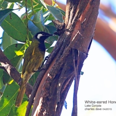 Nesoptilotis leucotis (White-eared Honeyeater) at Lake Conjola, NSW - 30 Apr 2015 by CharlesDove