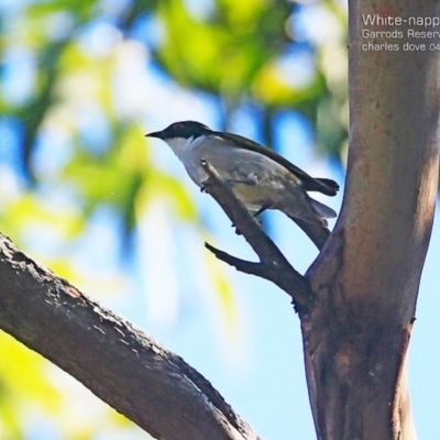 Melithreptus lunatus (White-naped Honeyeater) at Narrawallee Foreshore and Reserves Bushcare Group - 27 Apr 2015 by Charles Dove