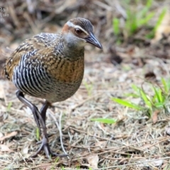 Gallirallus philippensis (Buff-banded Rail) at Burrill Lake, NSW - 19 Apr 2015 by CharlesDove