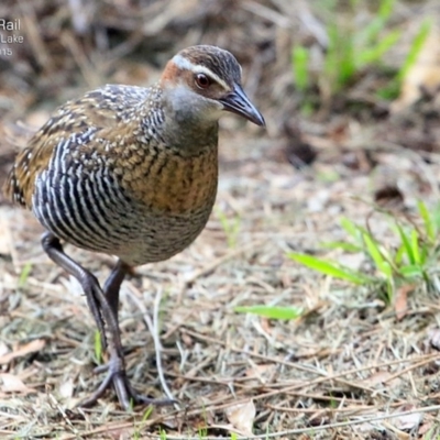 Gallirallus philippensis (Buff-banded Rail) at Burrill Lake, NSW - 18 Apr 2015 by Charles Dove
