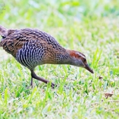 Gallirallus philippensis at Burrill Lake, NSW - 19 Apr 2015