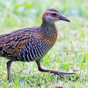 Gallirallus philippensis at Burrill Lake, NSW - 19 Apr 2015