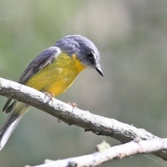 Eopsaltria australis (Eastern Yellow Robin) at Narrawallee Creek Nature Reserve - 17 Apr 2015 by Charles Dove