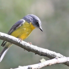 Eopsaltria australis (Eastern Yellow Robin) at Narrawallee Creek Nature Reserve - 18 Apr 2015 by CharlesDove