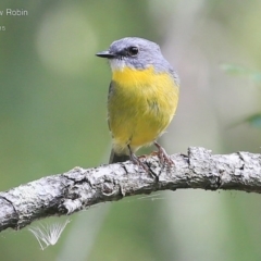 Eopsaltria australis at Narrawallee Creek Nature Reserve - 18 Apr 2015 12:00 AM