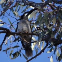 Manorina melanocephala (Noisy Miner) at Mount Mugga Mugga - 18 Jul 2018 by Mike