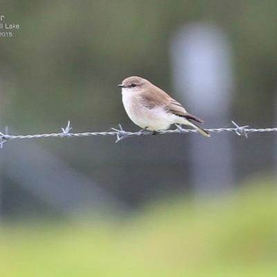 Microeca fascinans (Jacky Winter) at Wairo Beach and Dolphin Point - 18 Apr 2015 by Charles Dove