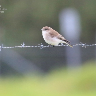 Microeca fascinans (Jacky Winter) at Burrill Lake, NSW - 19 Apr 2015 by CharlesDove