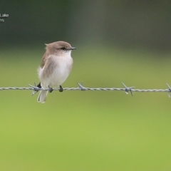 Microeca fascinans at Burrill Lake, NSW - 19 Apr 2015 12:00 AM