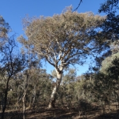 Eucalyptus polyanthemos (Red Box) at Garran, ACT - 18 Jul 2018 by Mike