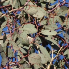 Eucalyptus polyanthemos at Mount Mugga Mugga - 18 Jul 2018 04:35 PM