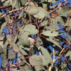 Eucalyptus polyanthemos at Garran, ACT - 18 Jul 2018