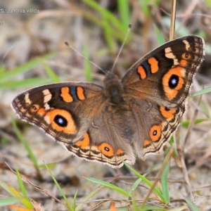 Junonia villida at Lake Conjola, NSW - 18 Apr 2015