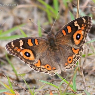 Junonia villida (Meadow Argus) at Conjola Bushcare - 17 Apr 2015 by Charles Dove