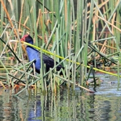 Porphyrio melanotus (Australasian Swamphen) at Burrill Lake, NSW - 15 Apr 2015 by CharlesDove