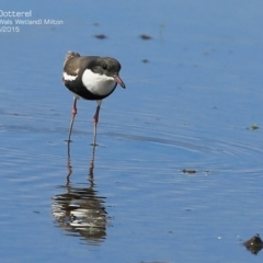 Erythrogonys cinctus (Red-kneed Dotterel) at Milton, NSW - 16 Apr 2015 by CharlesDove