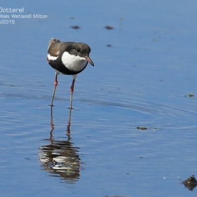 Erythrogonys cinctus (Red-kneed Dotterel) at Milton, NSW - 15 Apr 2015 by Charles Dove