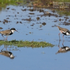 Erythrogonys cinctus at Milton, NSW - 16 Apr 2015 12:00 AM