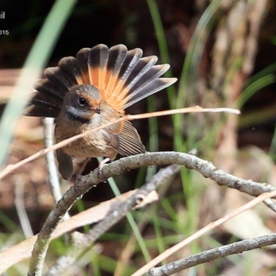 Rhipidura rufifrons (Rufous Fantail) at Narrawallee Creek Nature Reserve - 17 Apr 2015 by Charles Dove