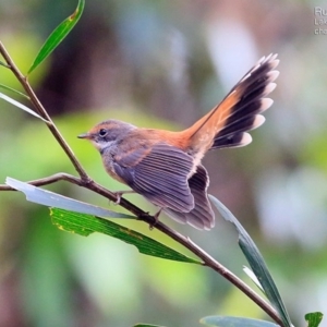 Rhipidura rufifrons at Narrawallee Creek Nature Reserve - 18 Apr 2015