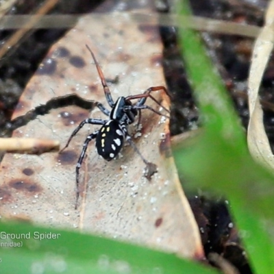 Nyssus coloripes (Spotted Ground Swift Spider) at Lake Conjola, NSW - 17 Apr 2015 by CharlesDove