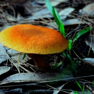 Gymnopilus sp. at Conjola Bushcare - 17 Apr 2015 12:00 AM