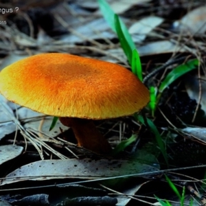 Gymnopilus sp. at Conjola Bushcare - 17 Apr 2015