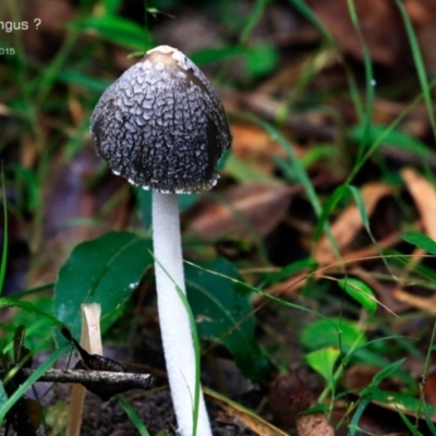 Unidentified Fungus at Conjola Bushcare - 16 Apr 2015 by Charles Dove