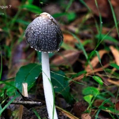 Unidentified Fungus at Conjola Bushcare - 17 Apr 2015 by CharlesDove