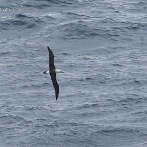 Thalassarche carteri at Ulladulla, NSW - 19 Apr 2015