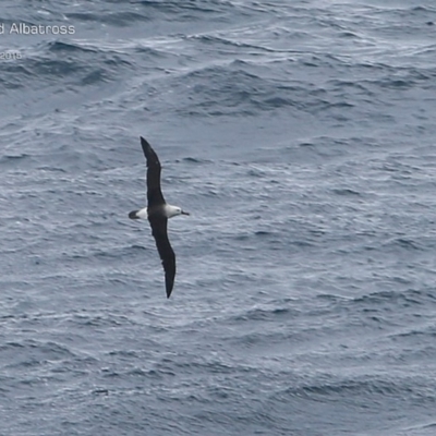 Thalassarche carteri (Indian Yellow-nosed Albatross) at Ulladulla, NSW - 19 Apr 2015 by CharlesDove