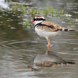 Charadrius melanops at Milton, NSW - 10 Apr 2015 12:00 AM