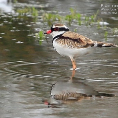 Charadrius melanops (Black-fronted Dotterel) at Milton, NSW - 9 Apr 2015 by Charles Dove