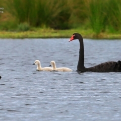 Cygnus atratus (Black Swan) at Milton, NSW - 9 Apr 2015 by CharlesDove