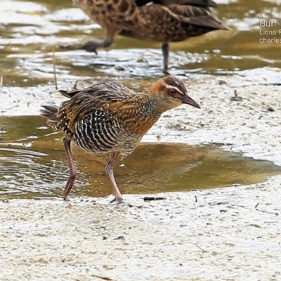 Gallirallus philippensis (Buff-banded Rail) at Wairo Beach and Dolphin Point - 11 Apr 2015 by Charles Dove