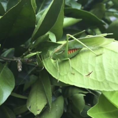 Caedicia simplex (Common Garden Katydid) at Illilanga & Baroona - 28 Dec 2017 by Illilanga