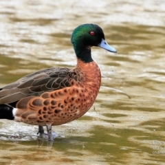 Anas castanea (Chestnut Teal) at Wairo Beach and Dolphin Point - 11 Apr 2015 by Charles Dove