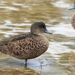 Anas castanea at Burrill Lake, NSW - 12 Apr 2015