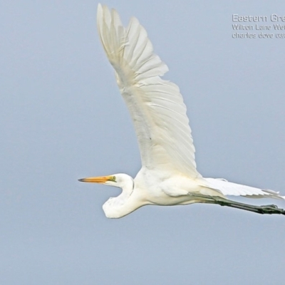 Ardea alba (Great Egret) at Milton, NSW - 11 Apr 2015 by Charles Dove