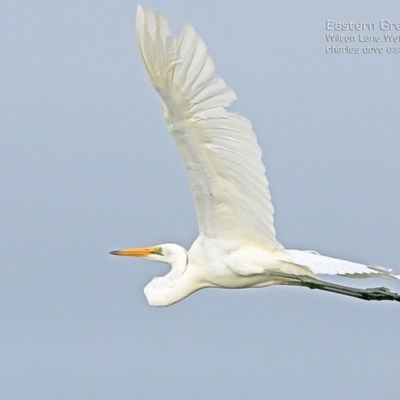 Ardea alba (Great Egret) at Milton, NSW - 10 Apr 2015 by Charles Dove